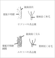 山ツバキ系ユキツバキ系の特徴