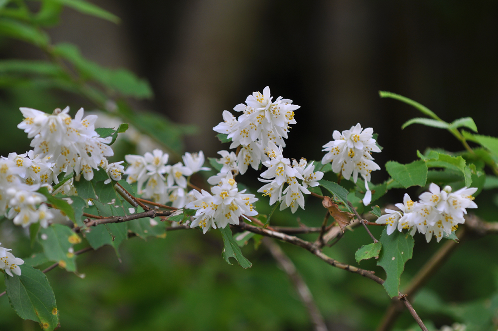 ウツギ （ユキノシタ科）
