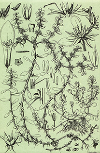 Sedum bulbiferum Makino （コモチマンネングサ） 画／牧野富太郎