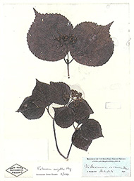 ミヤマガマズミ