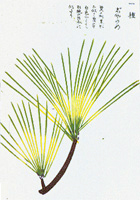 蛇の目松(クロマツの園芸品種)